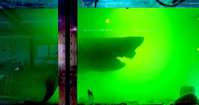 La Scopa A Vapore Shark Non Cuoce A Vapore Soluzione Rapida